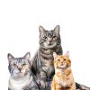 Scoop Away Advanced Multi Cat Clumping Clay Litter-3